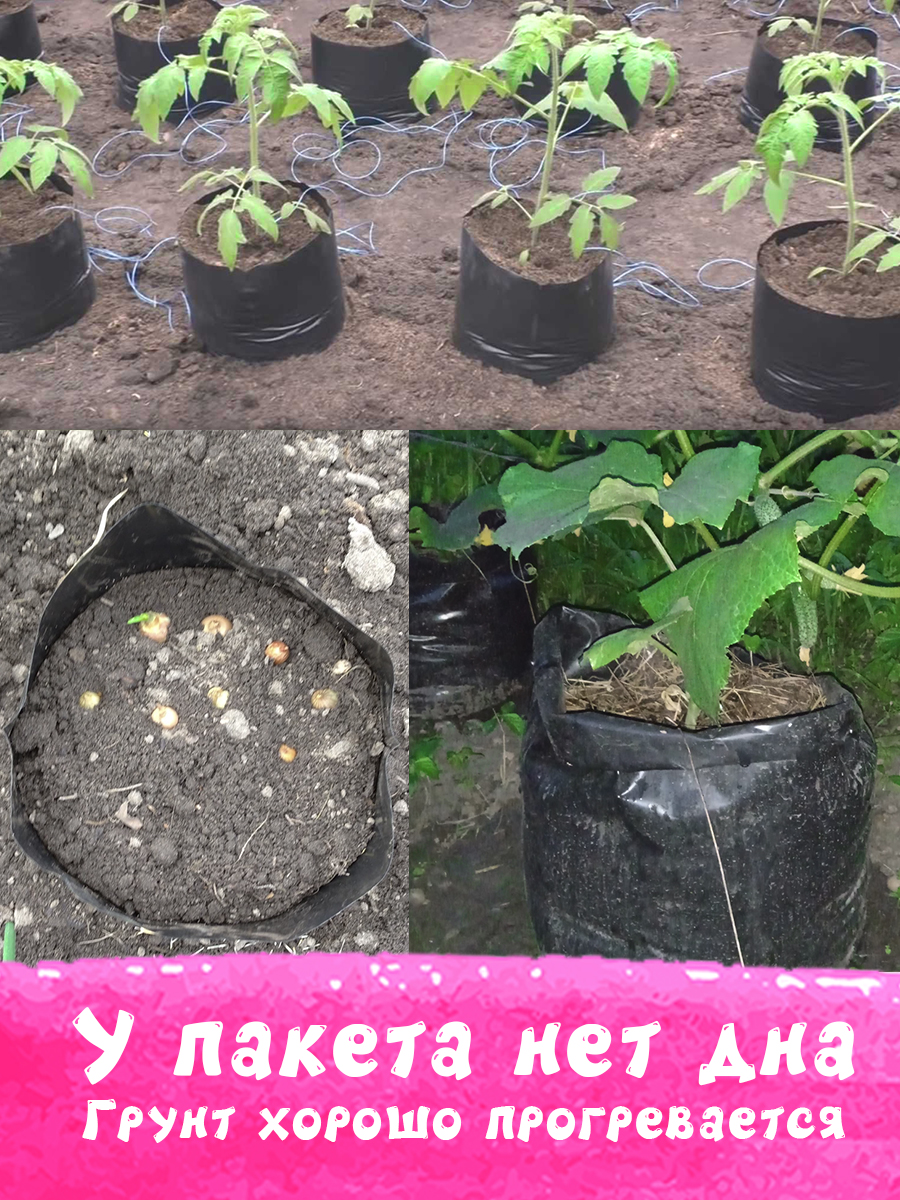 Пакет без дна: корни растут в грунт, земля прогревается